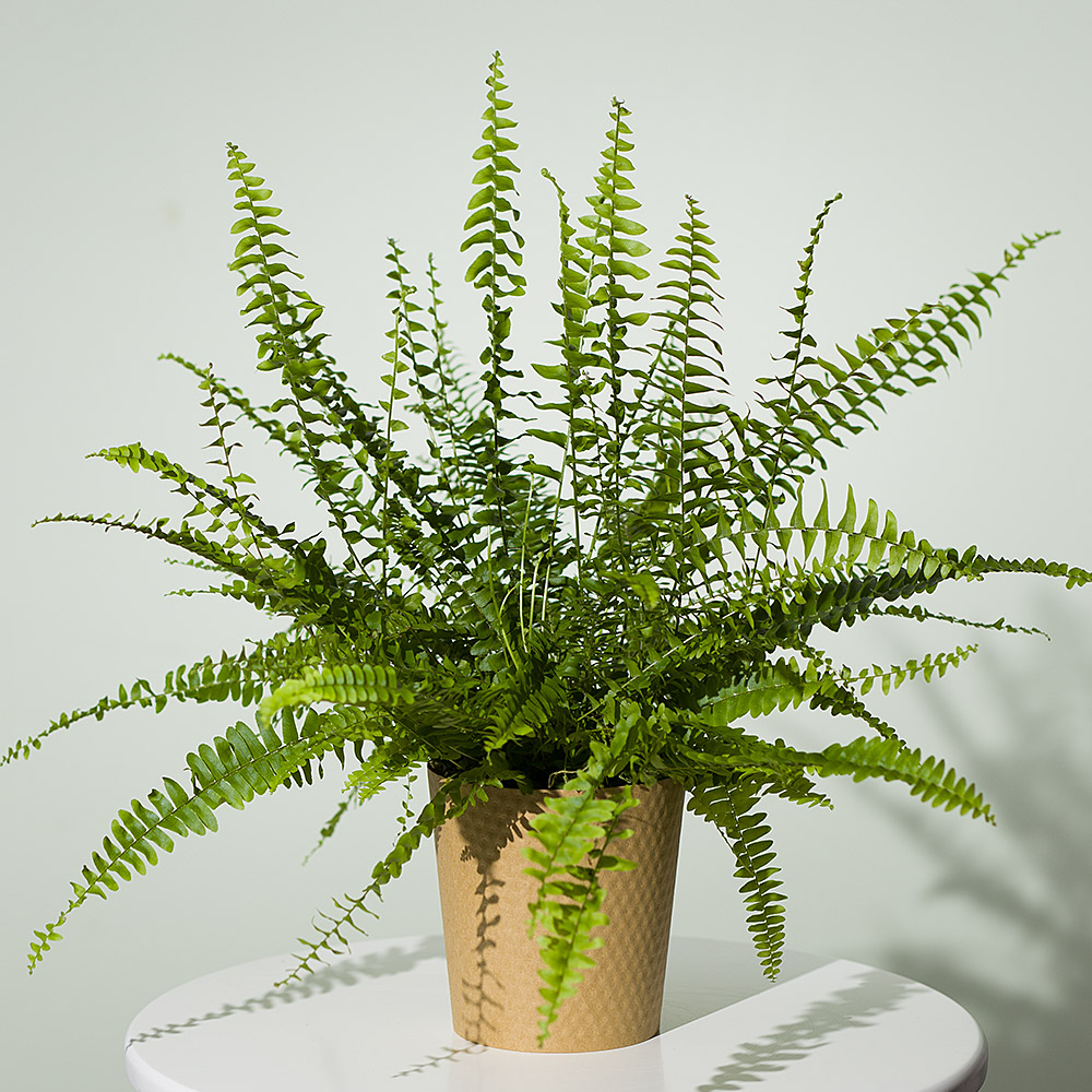 Photograph 1 of Boston Fern Plant