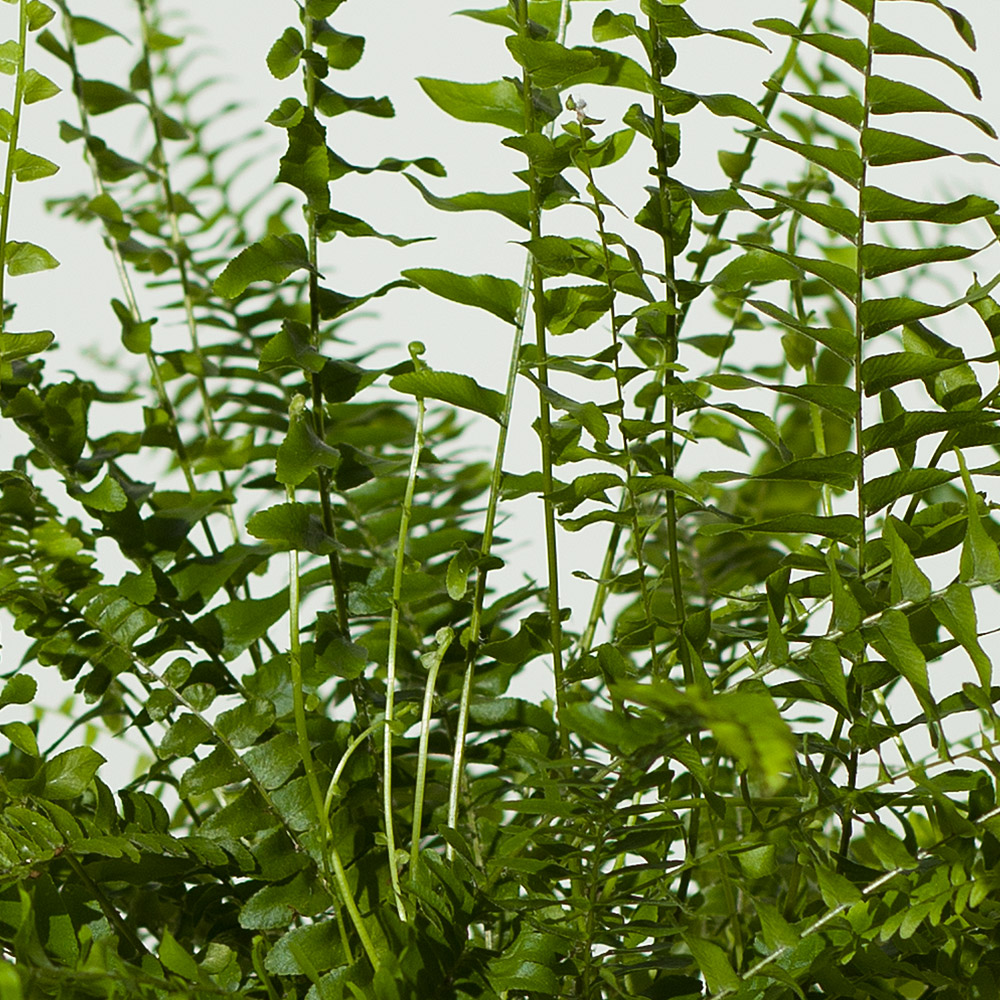 Photograph 2 of Boston Fern Plant