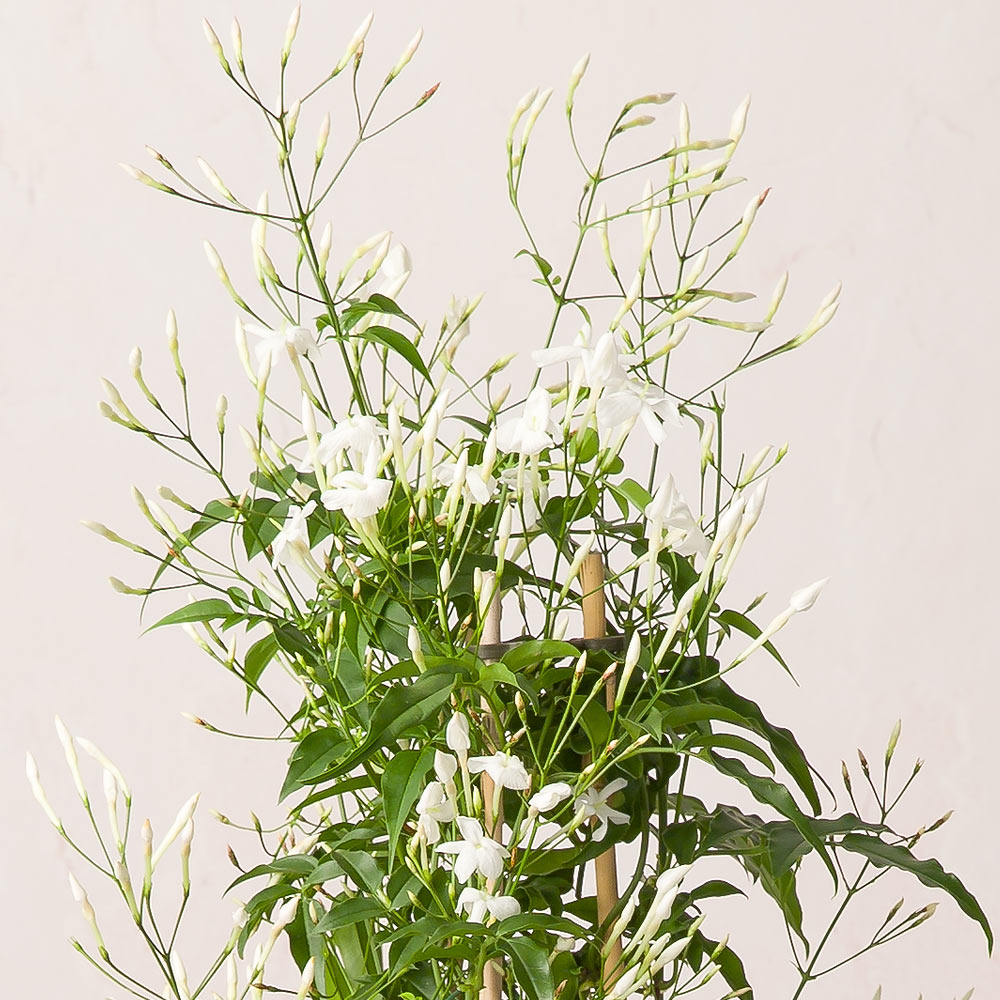 Flower Delivery Bunches