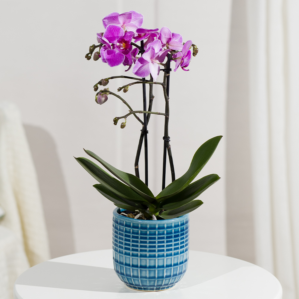 Phalaenopsis Orchid In Pots Mini Artificial Phalaenopsis …