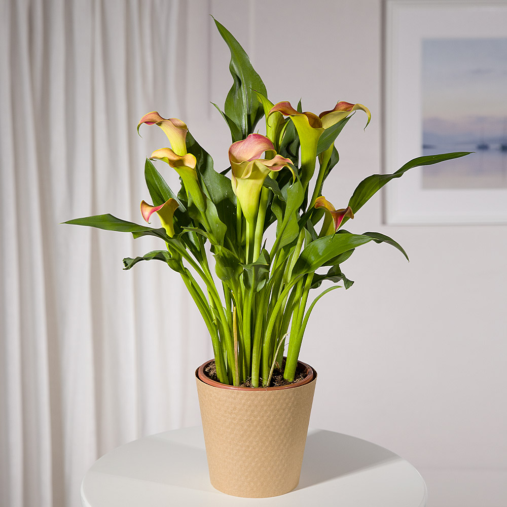 Orange Calla Lily Plant | House Plants | Bunches