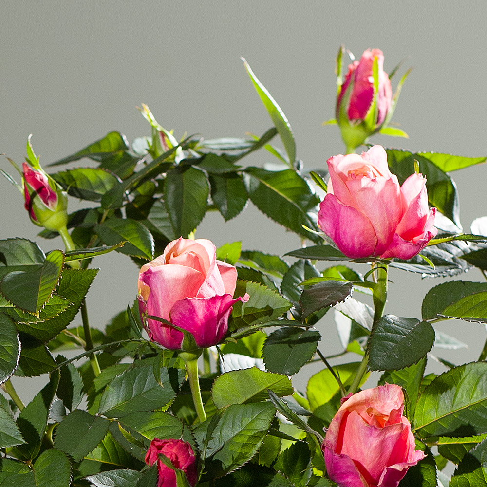 Photograph 2 of Autumn Rose Plant