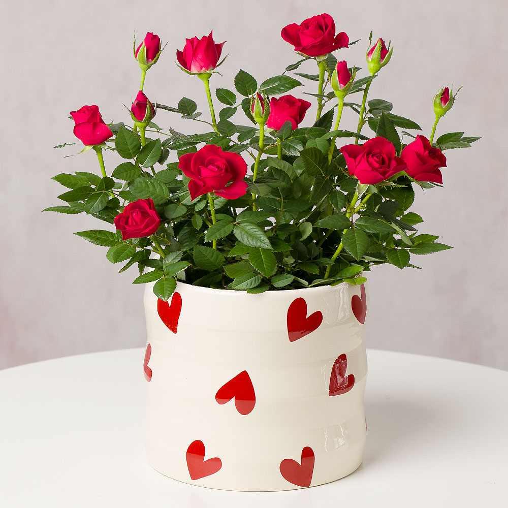 Red Rose Plant in Ceramic Pot| Red Plants Delivered | Bunches