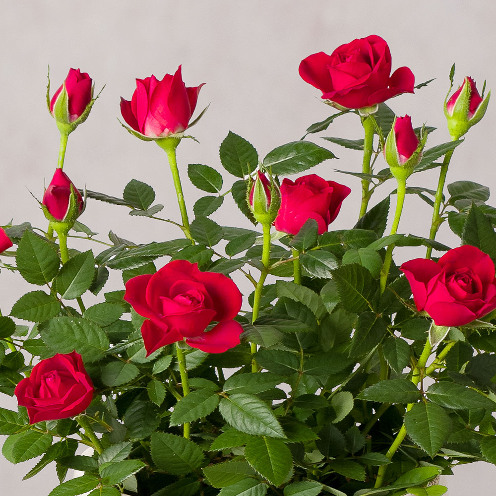 Photograph 2 of Red Rose Plant in Ceramic Pot