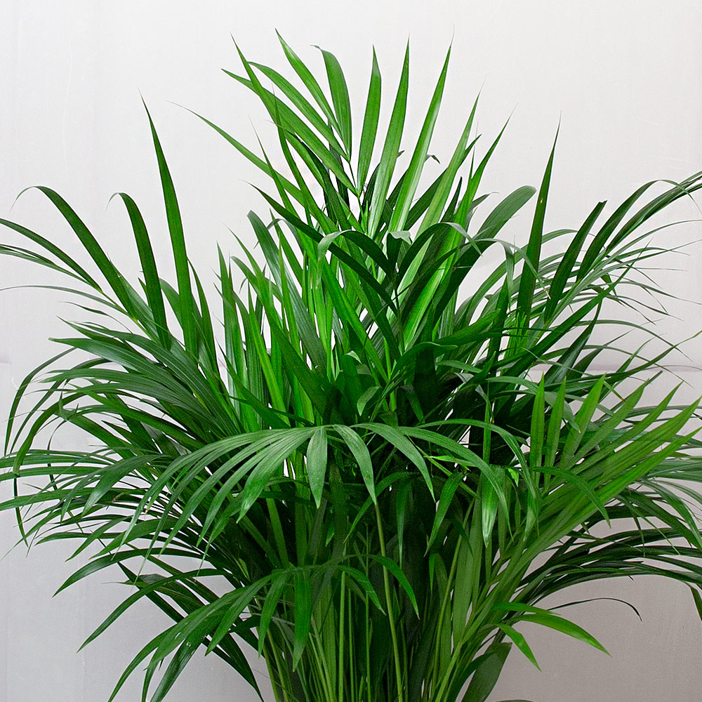 Butterfly Indoor Palm Plant