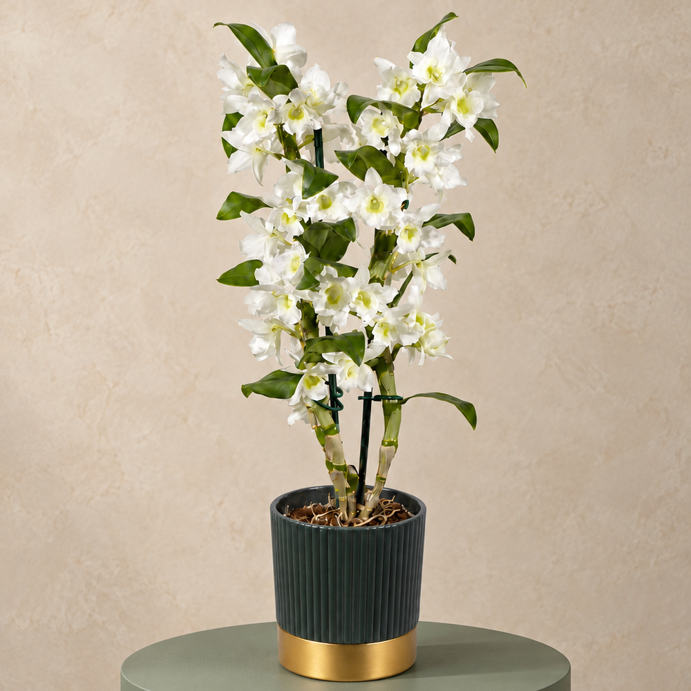 Photograph 1 of Dendrobium Orchid