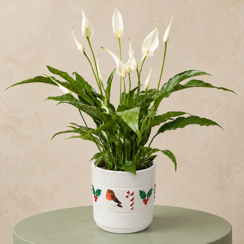 Photograph 1 of Peace Lily in Christmas Pot
