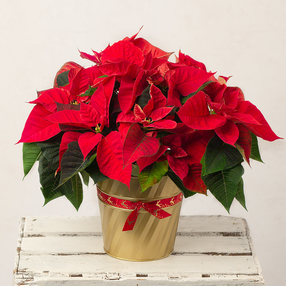 Easy Ways to Make Your Plants Pop for the Holidays