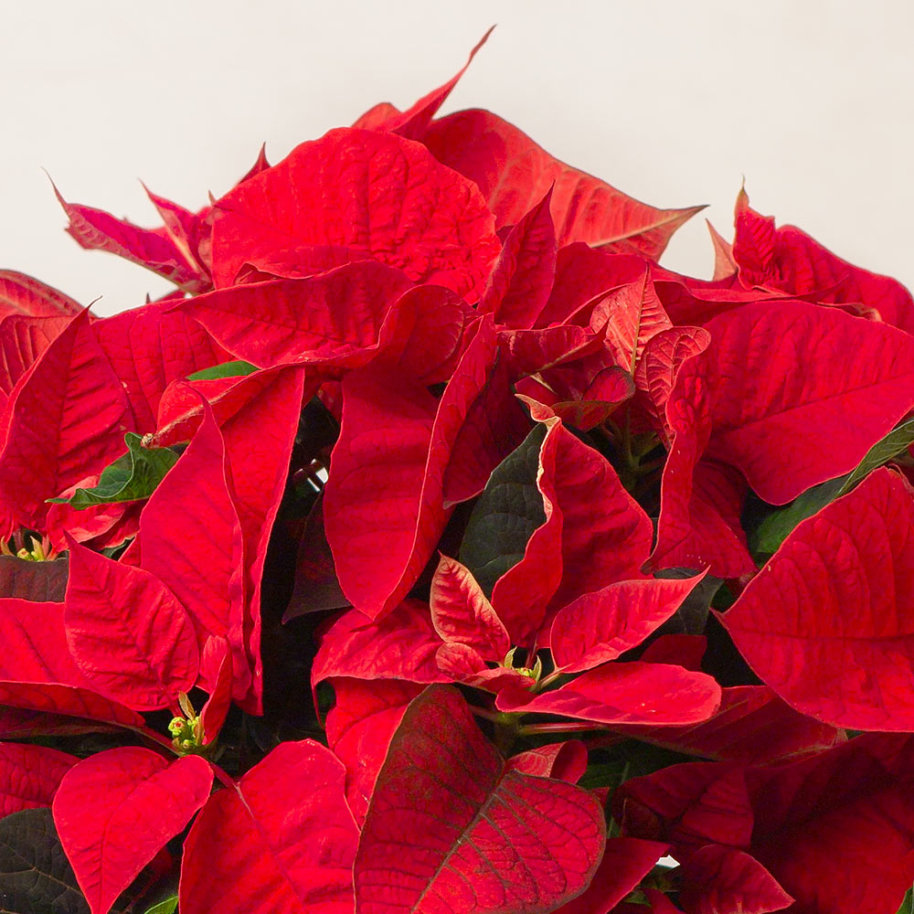How to Use Native Plants in Your Holiday Decorations