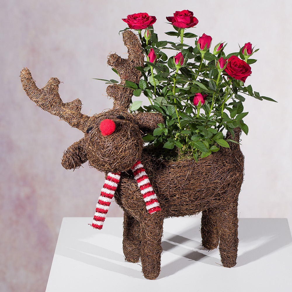 Photograph 1 of Rudolph Red Rose Planter