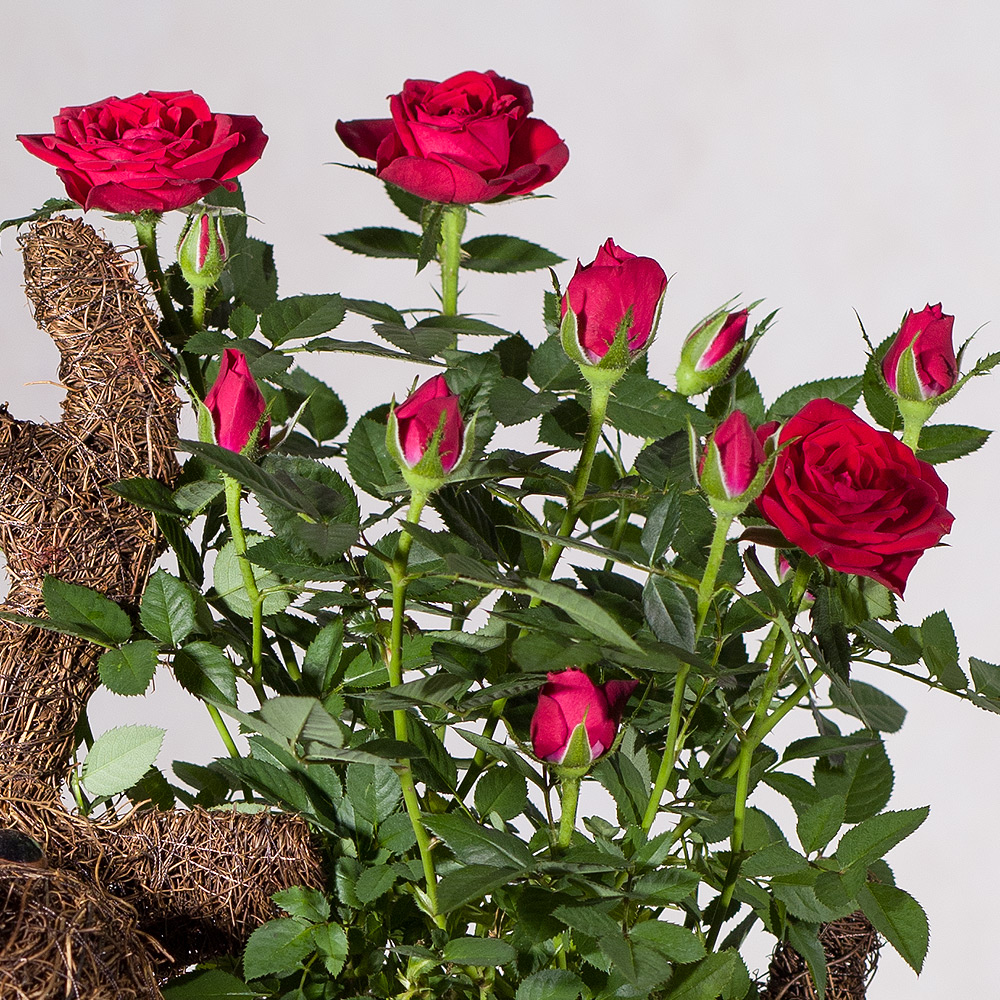 Photograph 2 of Rudolph Red Rose Planter
