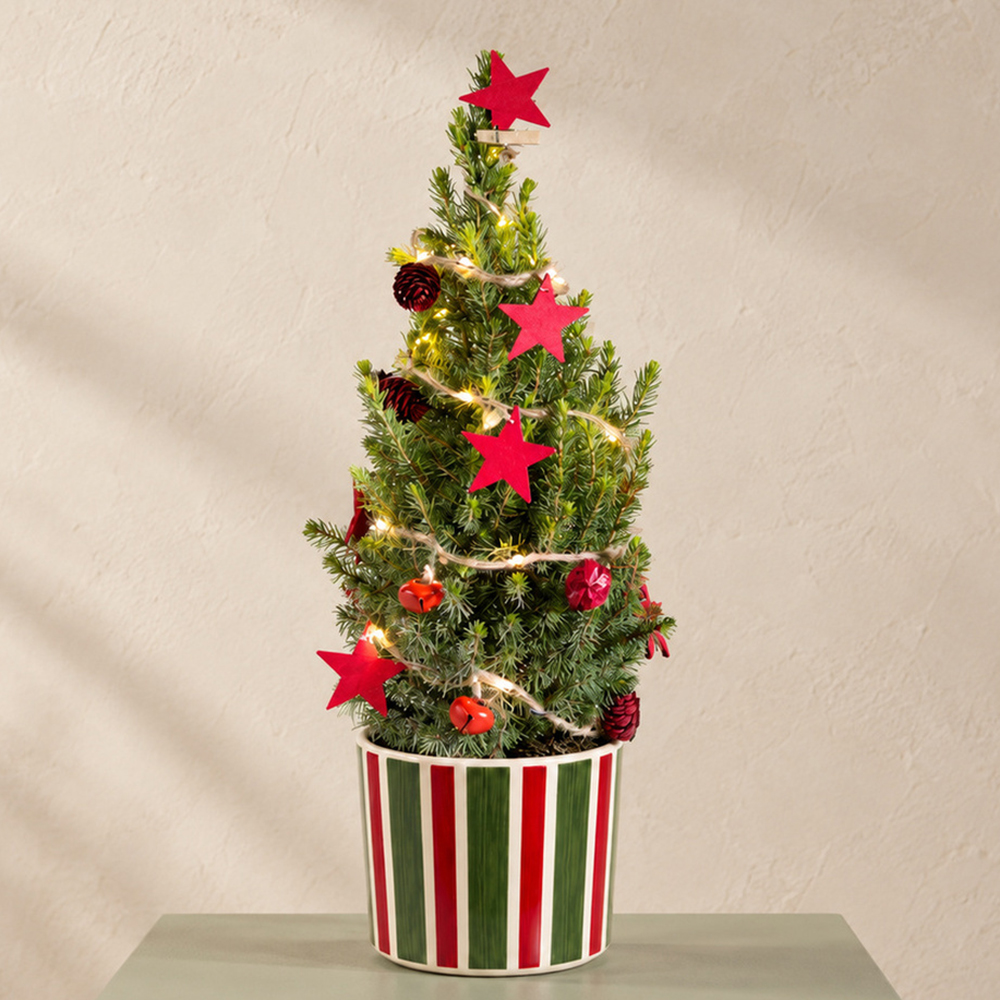 Photograph 1 of Decorated Christmas Tree