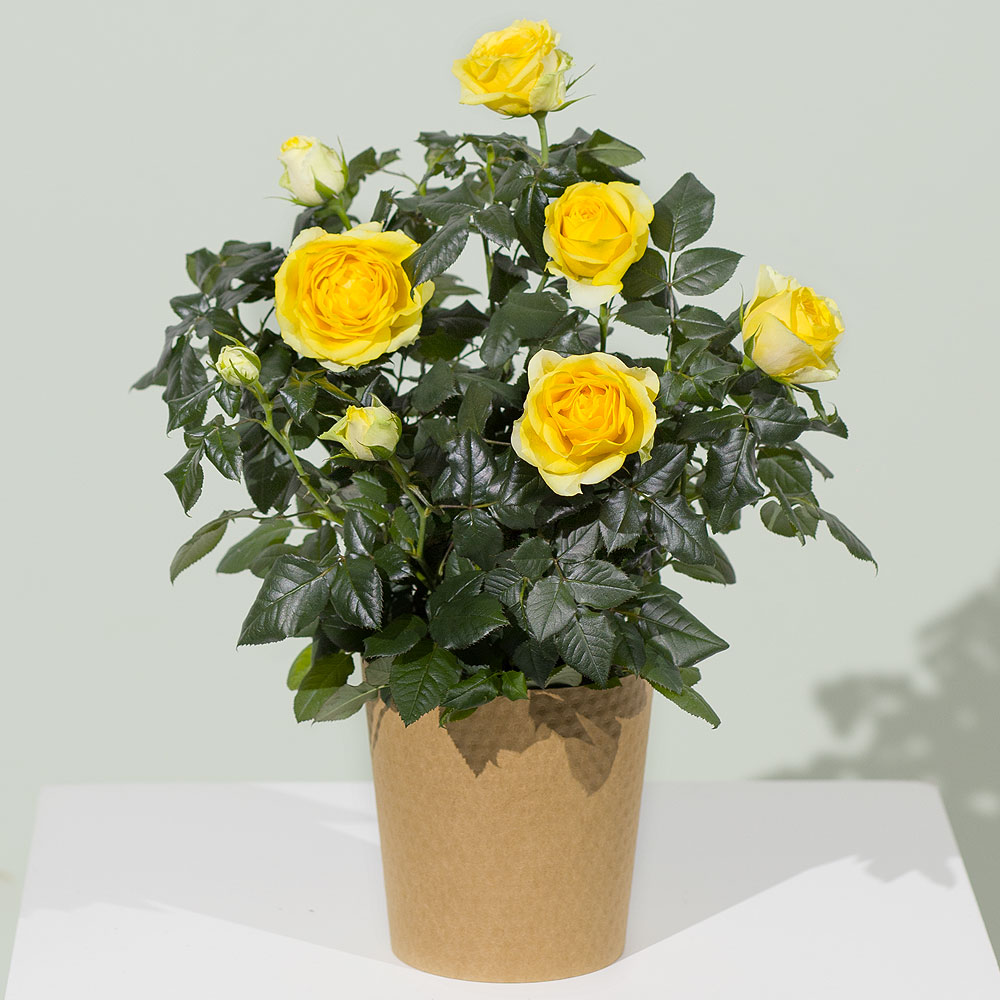 Photograph 1 of Yellow Rose Plant