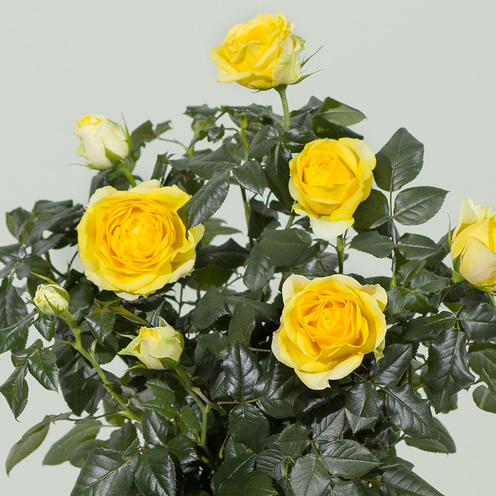 Photograph 2 of Yellow Rose Plant