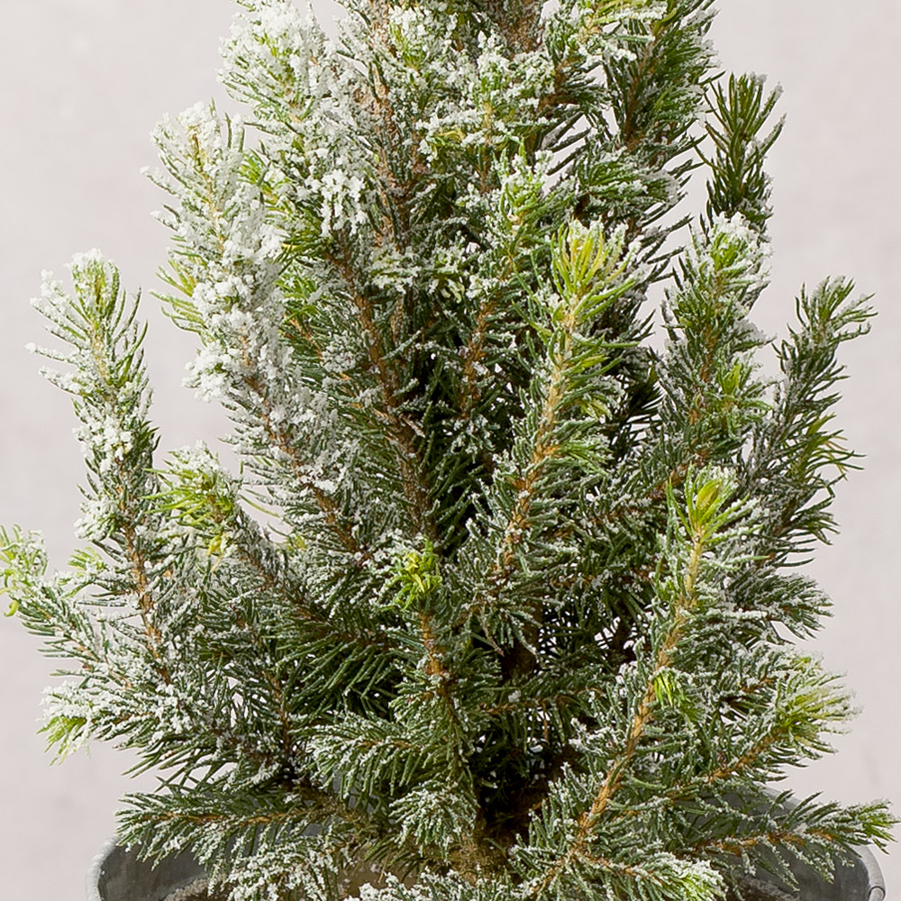 frosted small christmas tree